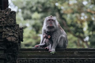 a monkey sitting on top of a stone wall next to a baby monkey