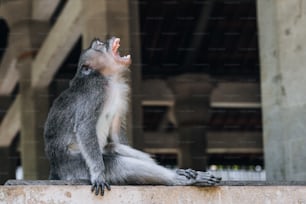 Un mono sentado en una repisa con la boca abierta