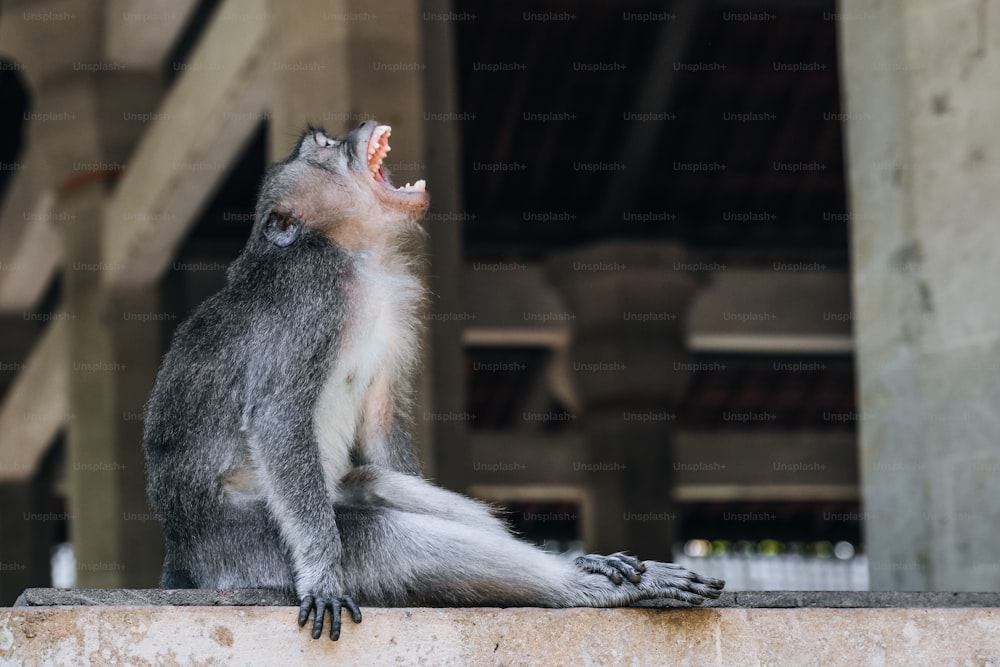 a monkey sitting on a ledge with its mouth open