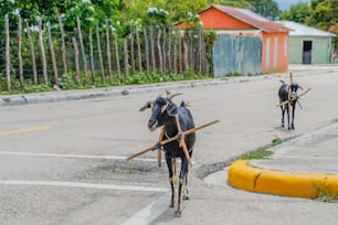 a couple of animals that are walking down the street