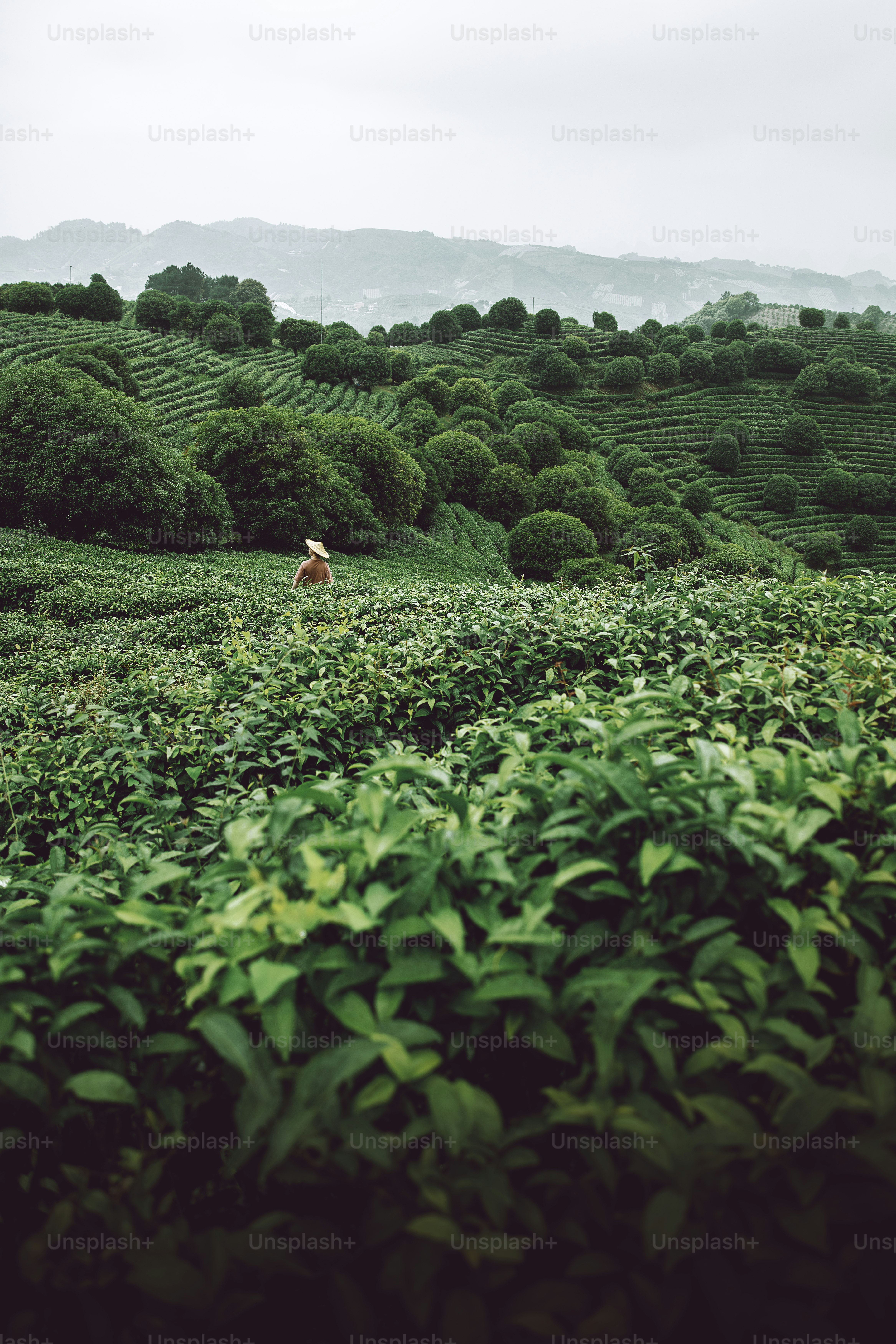 Plantation de thé traditionnelle en Chine, berceau historique du matcha