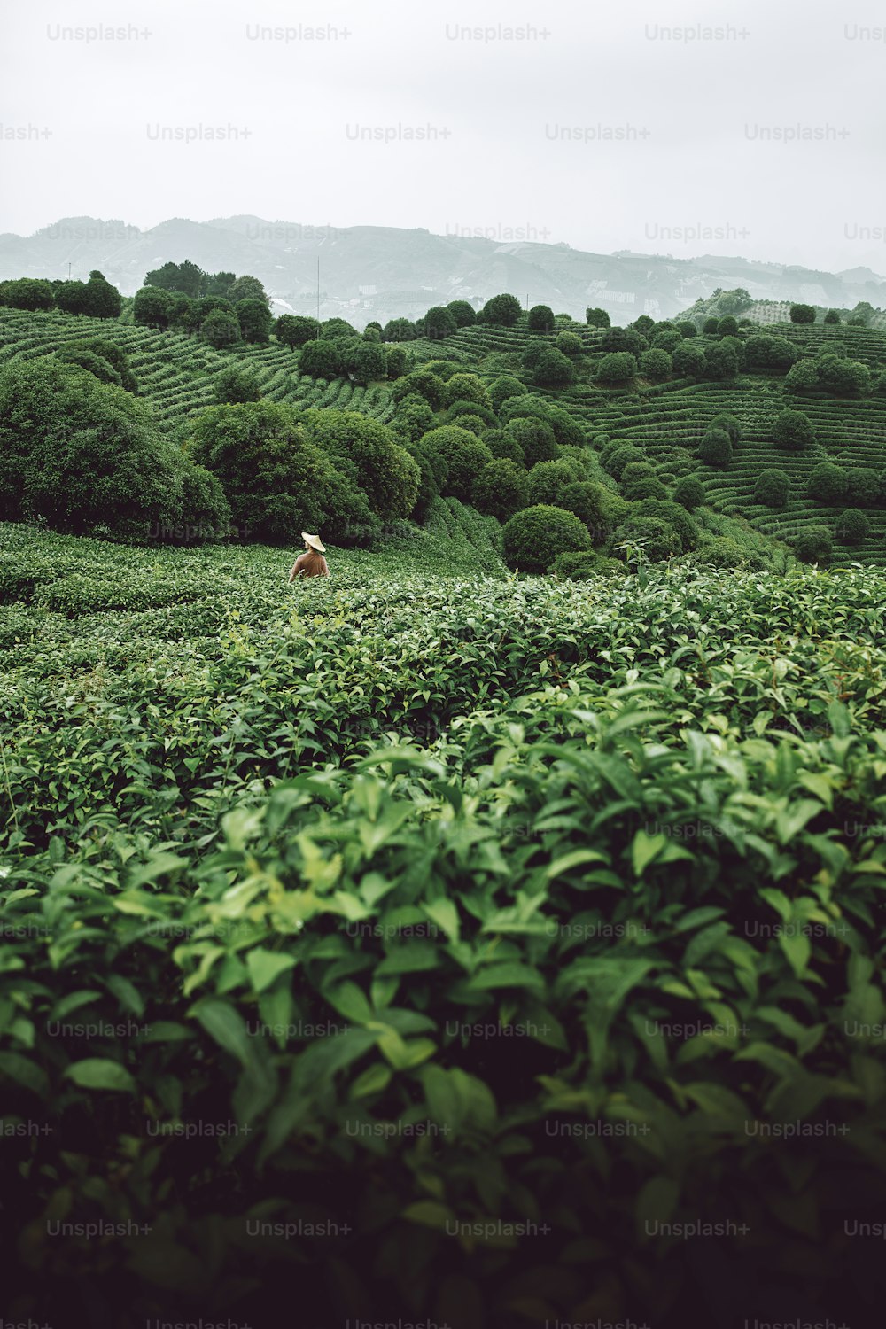 a person walking through a lush green field