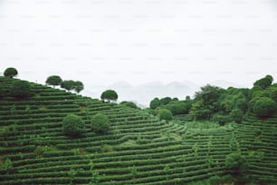 a lush green hillside covered in lots of trees