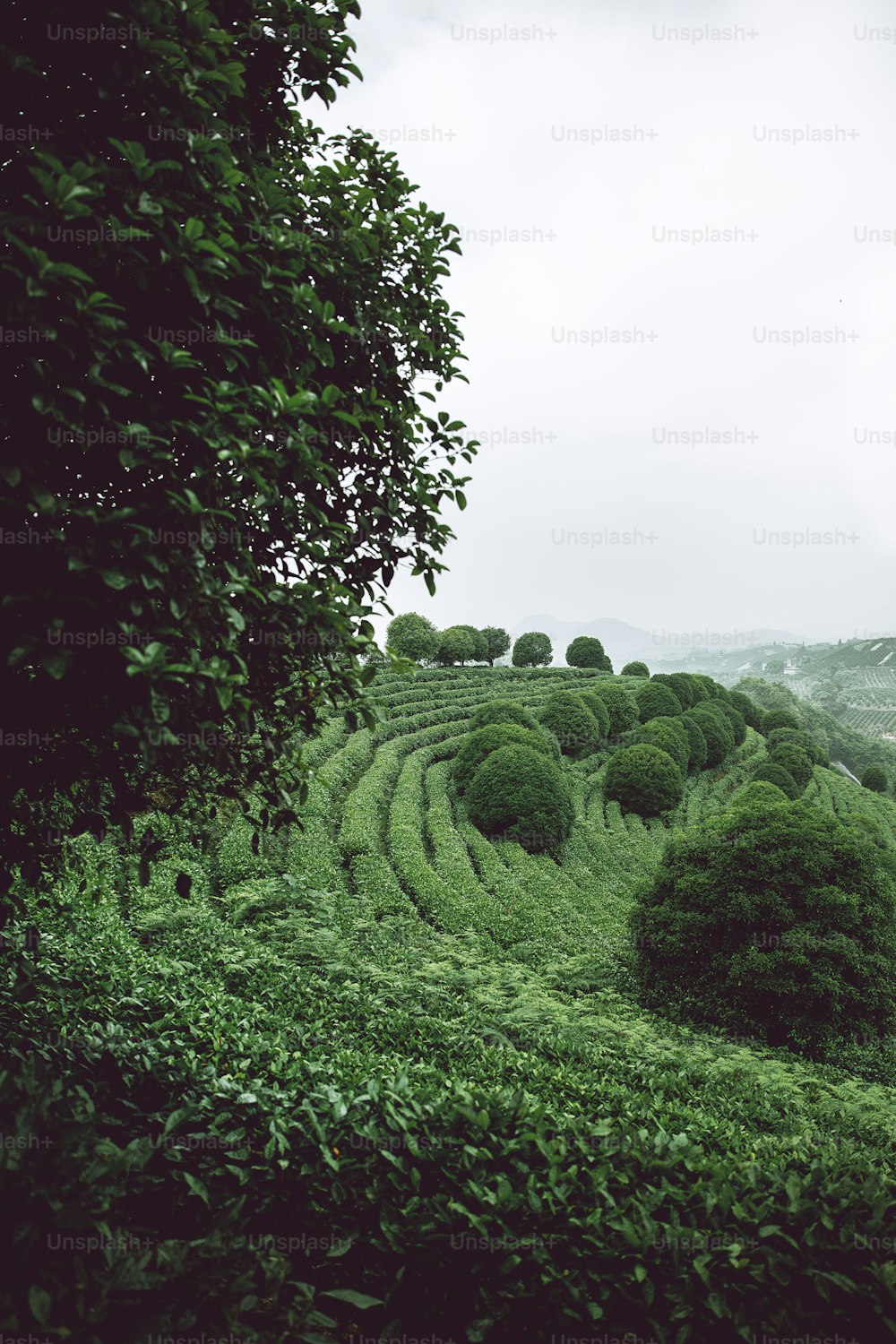 a lush green field covered in lots of trees