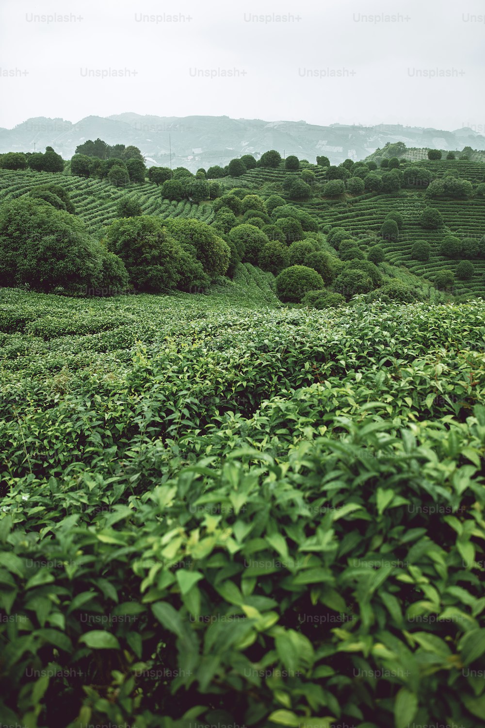 um campo verde exuberante cheio de muitas árvores