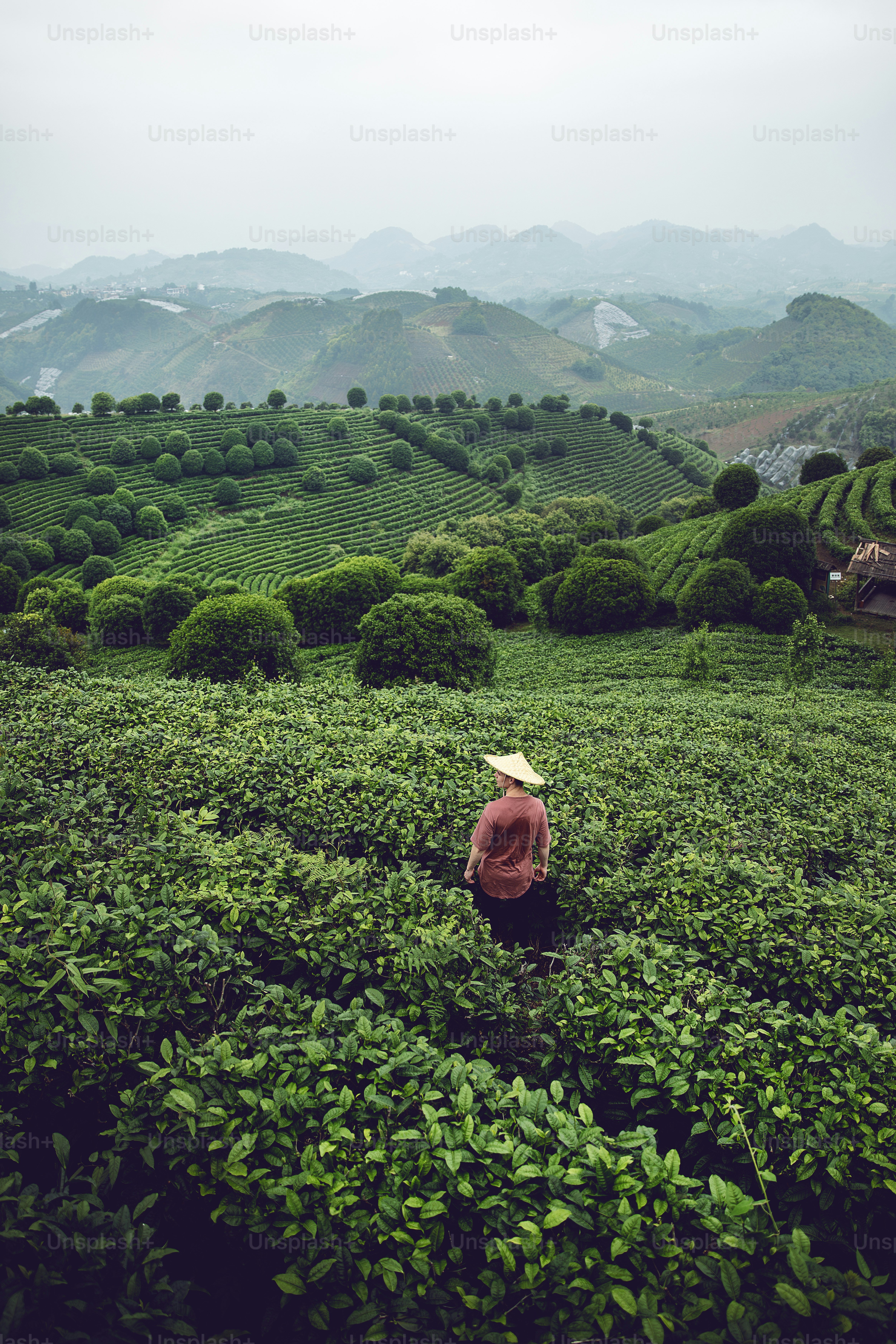 una persona inginocchiata in un campo di piante verdi