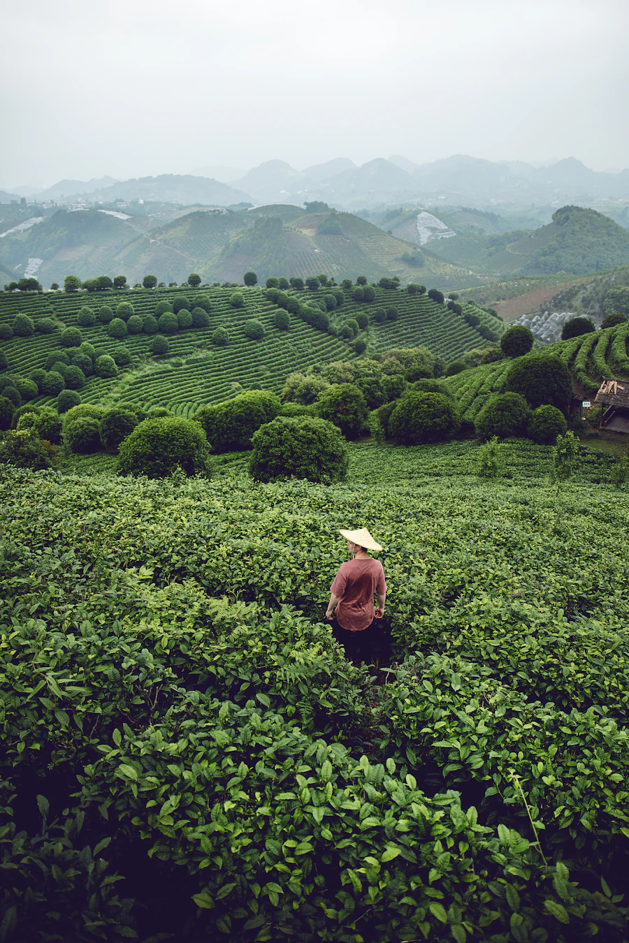 Darjeeling