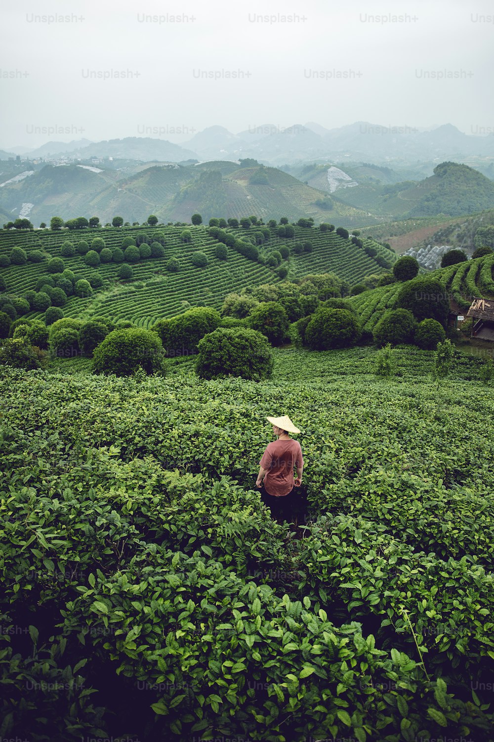 a person kneeling in a field of green plants