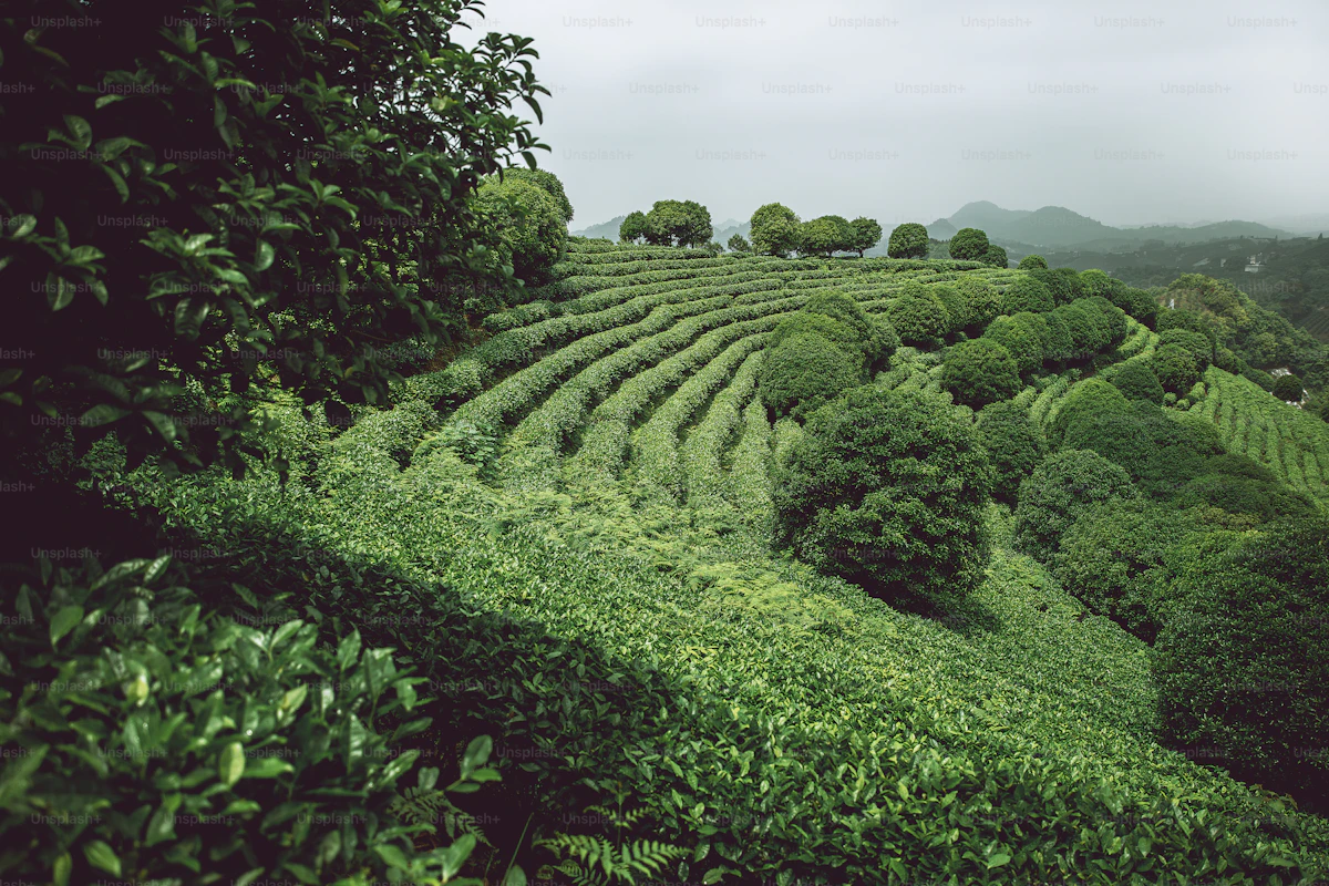 Coffee plantation in Karnataka with misty hills in the background