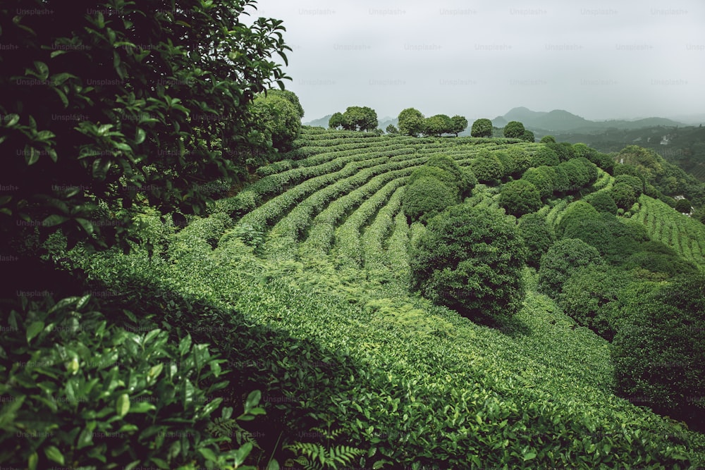 a lush green hillside covered in lots of trees