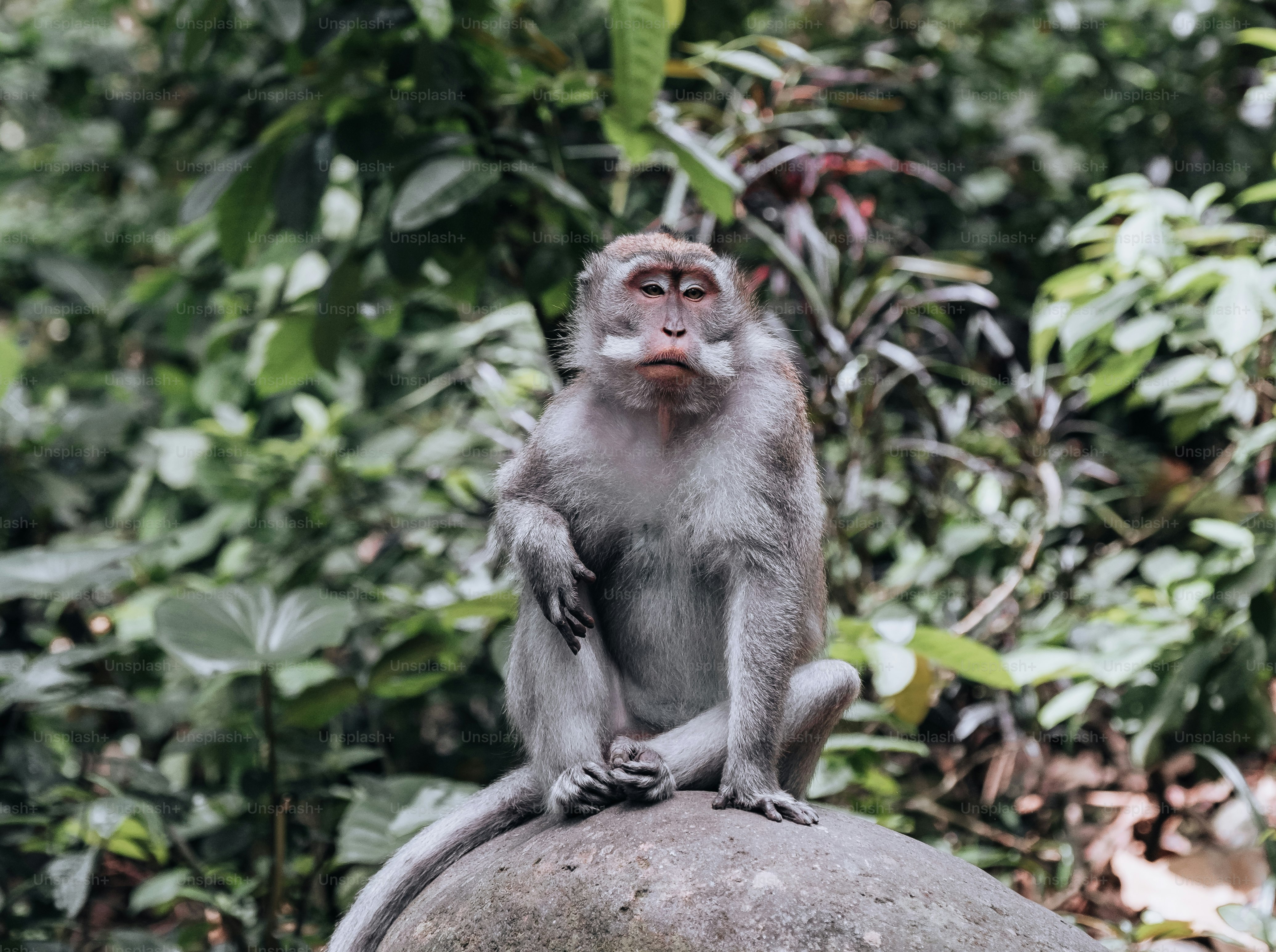 a monkey sitting on top of a rock in a forest