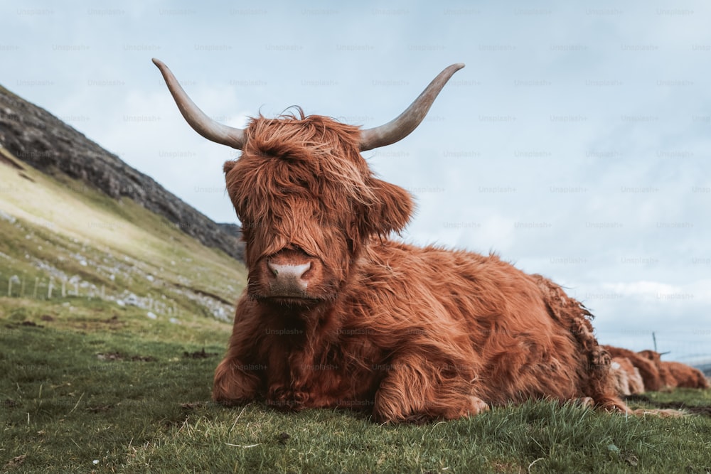 a herd of cattle laying on top of a lush green field