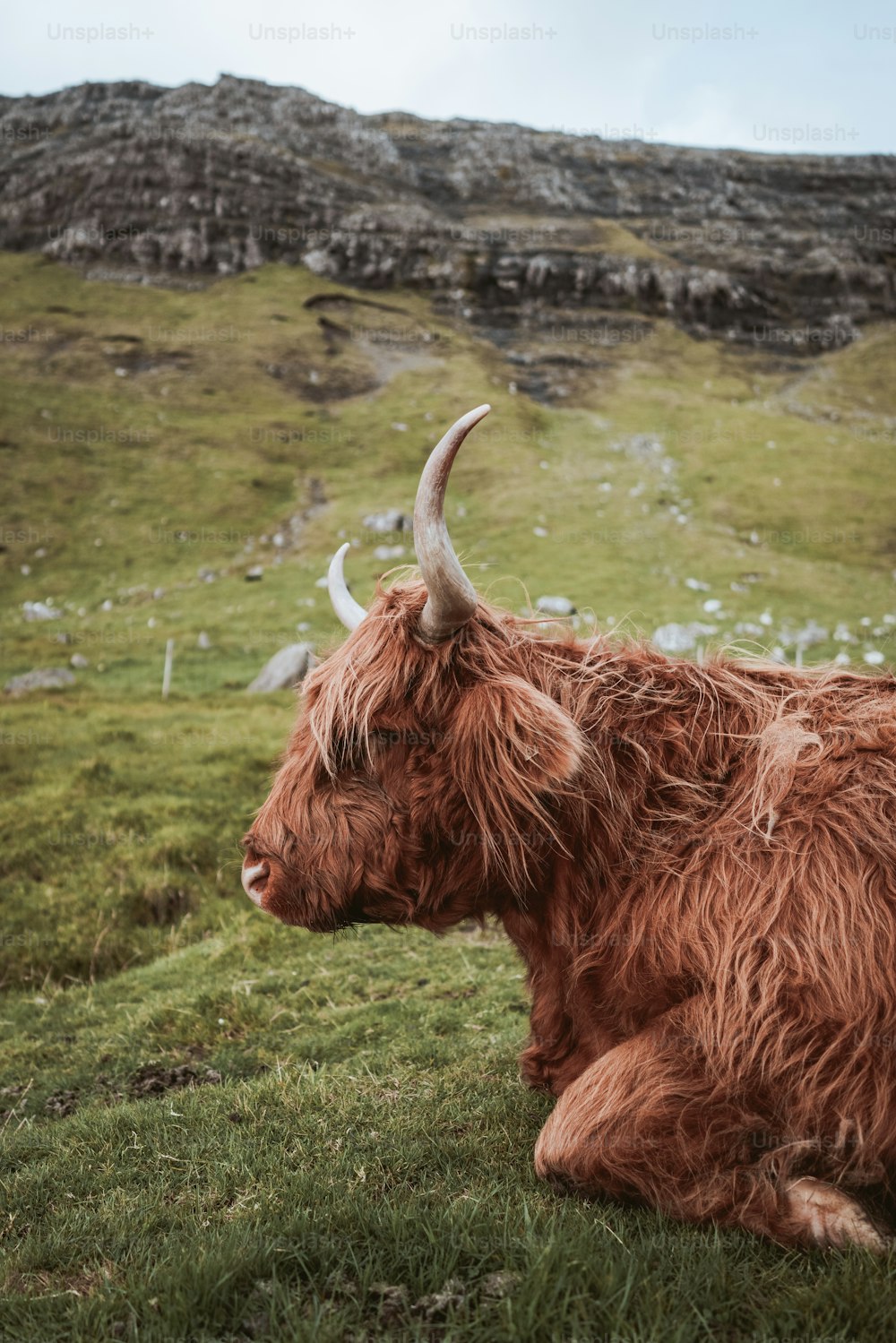 Una vaca marrón con cuernos largos tendidos en la hierba