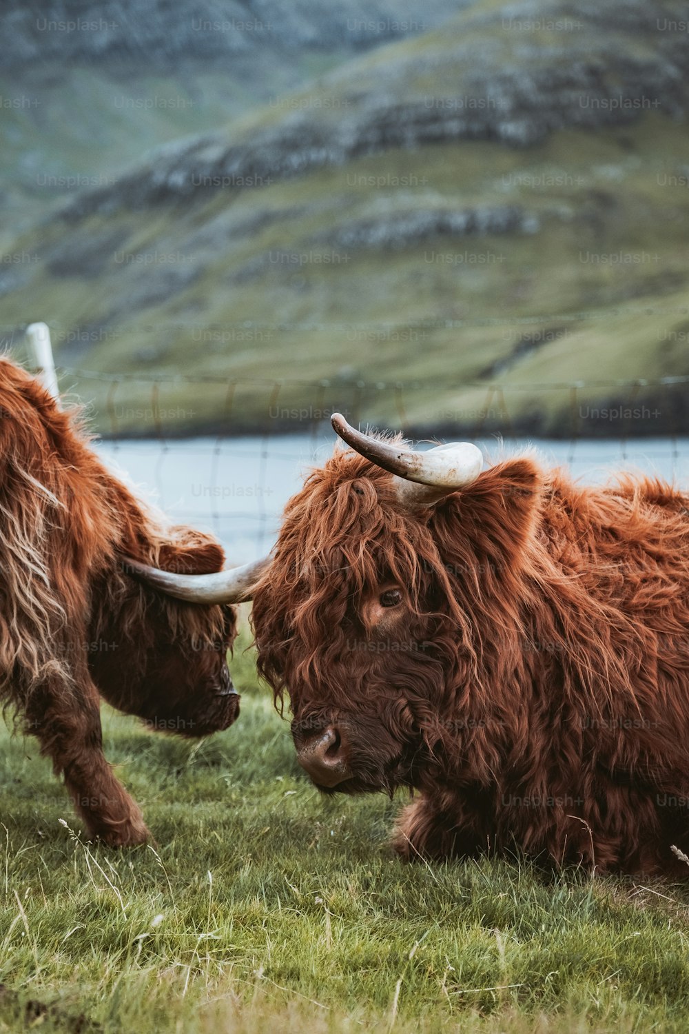 a couple of brown cows standing on top of a lush green field