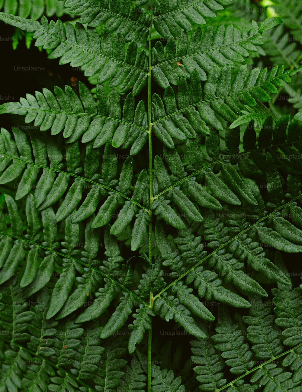 a close up of a green plant with lots of leaves