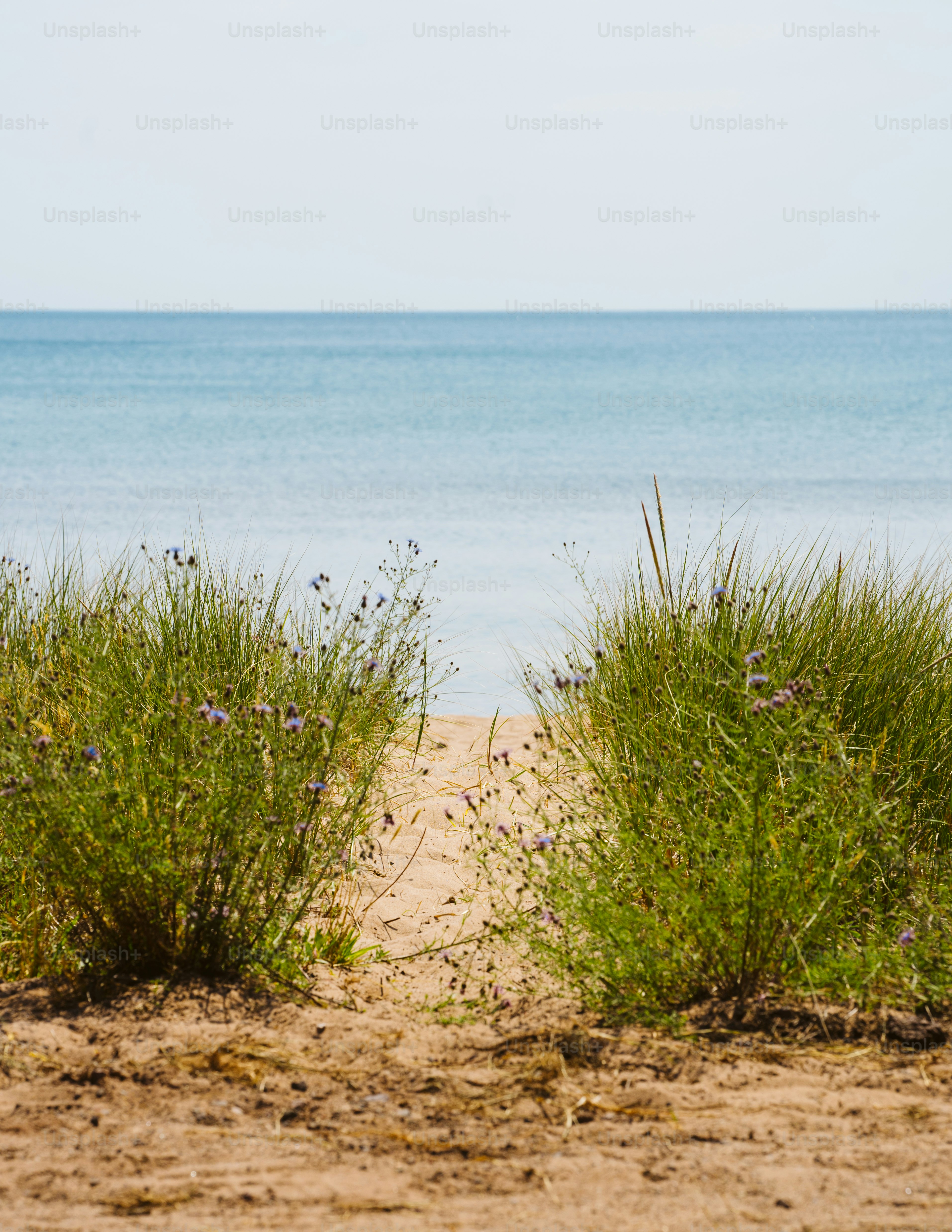 a couple of bushes sitting on top of a sandy beach