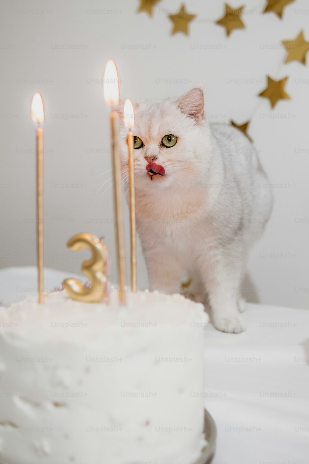 a white cat standing next to a cake with candles