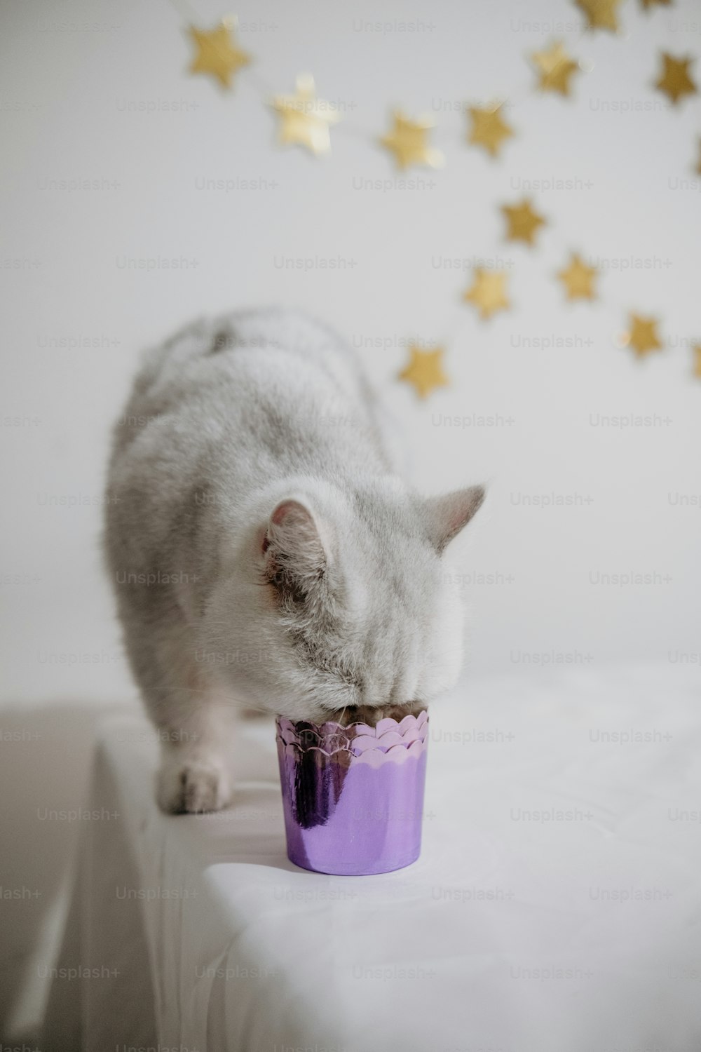 a white cat eating out of a purple cup
