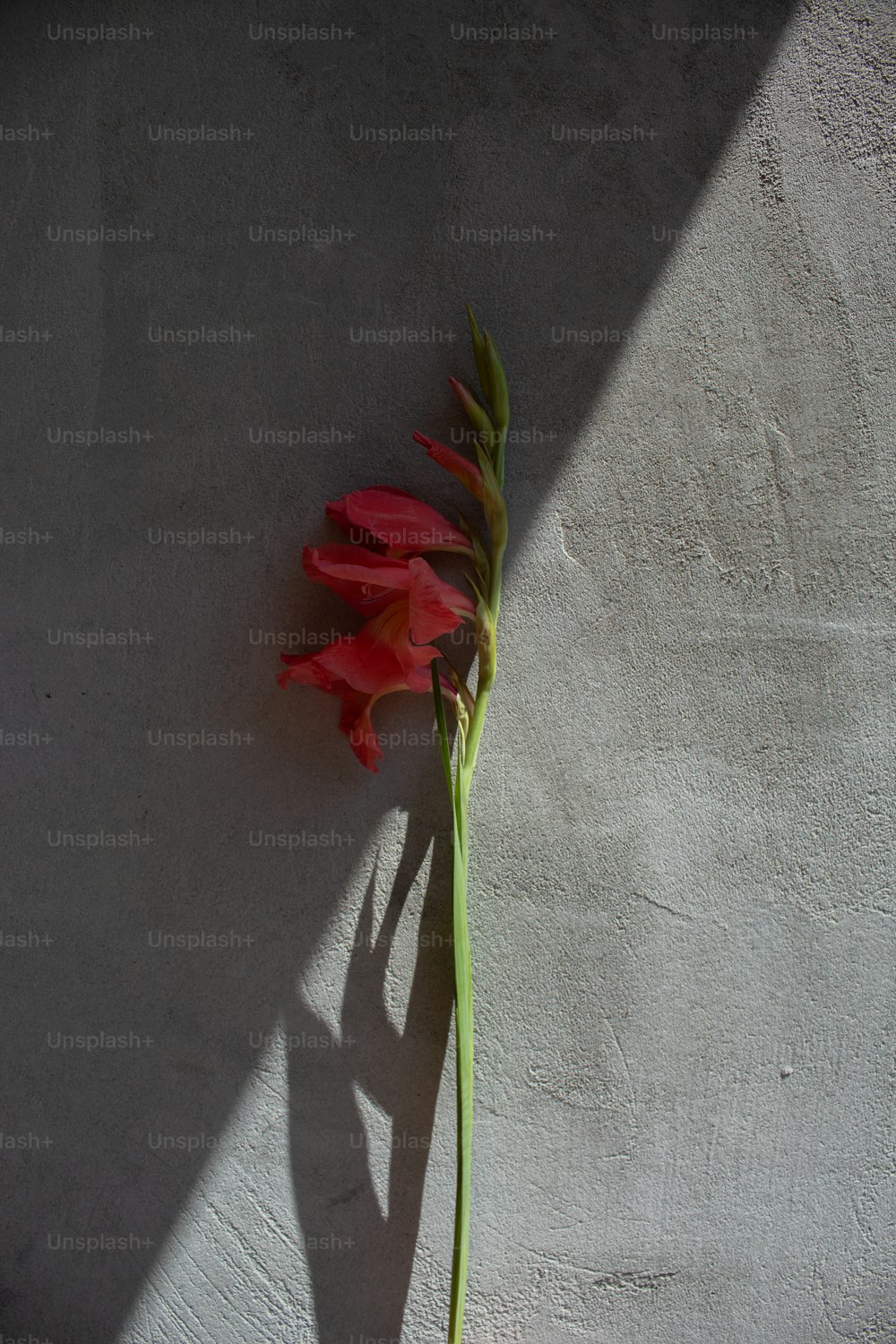 Una sola flor roja sentada encima de una pared de cemento