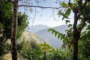 a lush green forest filled with lots of trees