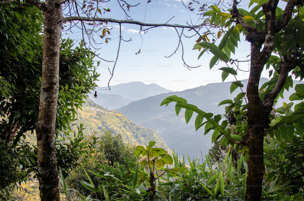 a lush green forest filled with lots of trees