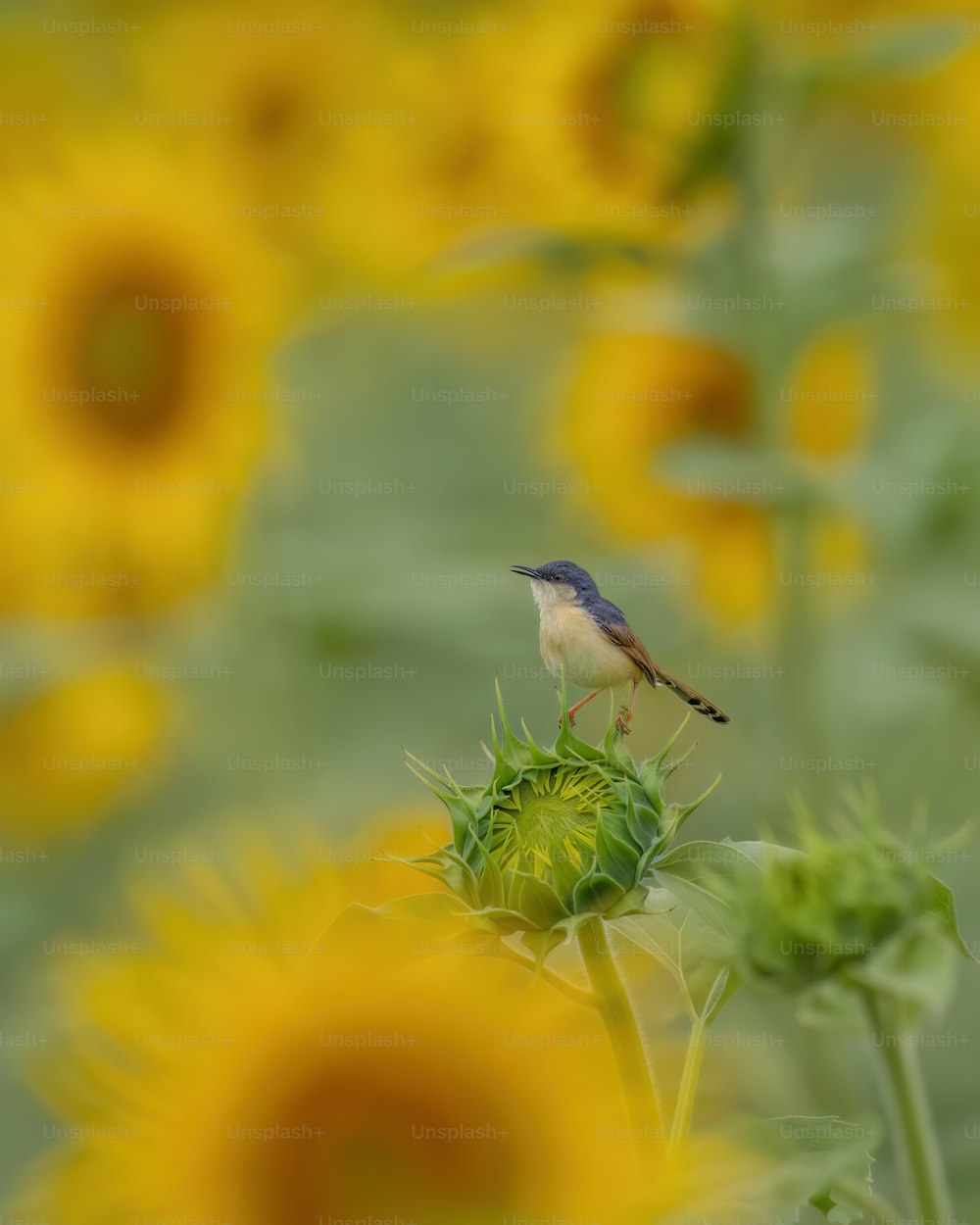 Un petit oiseau assis au sommet d’un tournesol