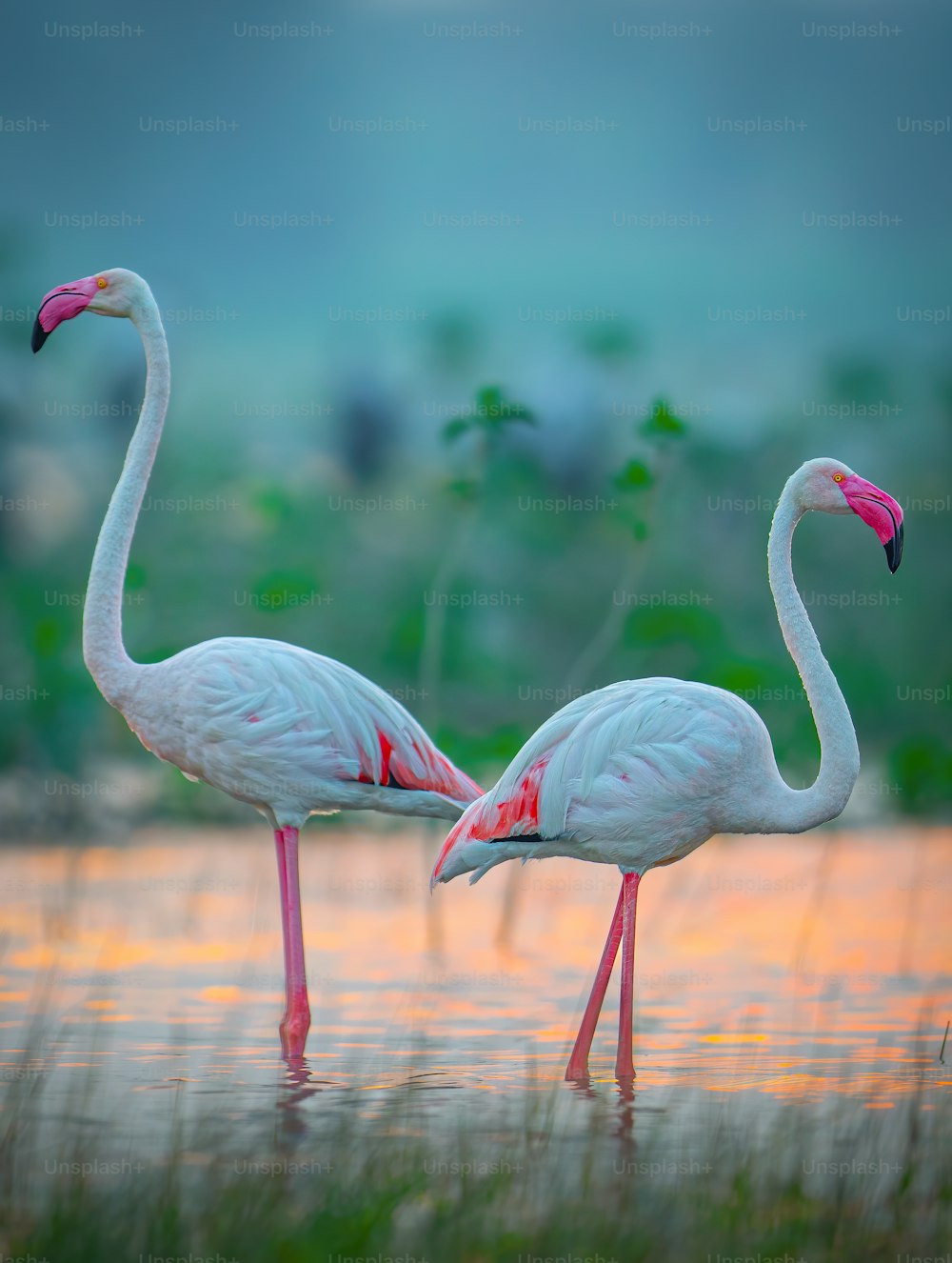 two flamingos are standing in a body of water