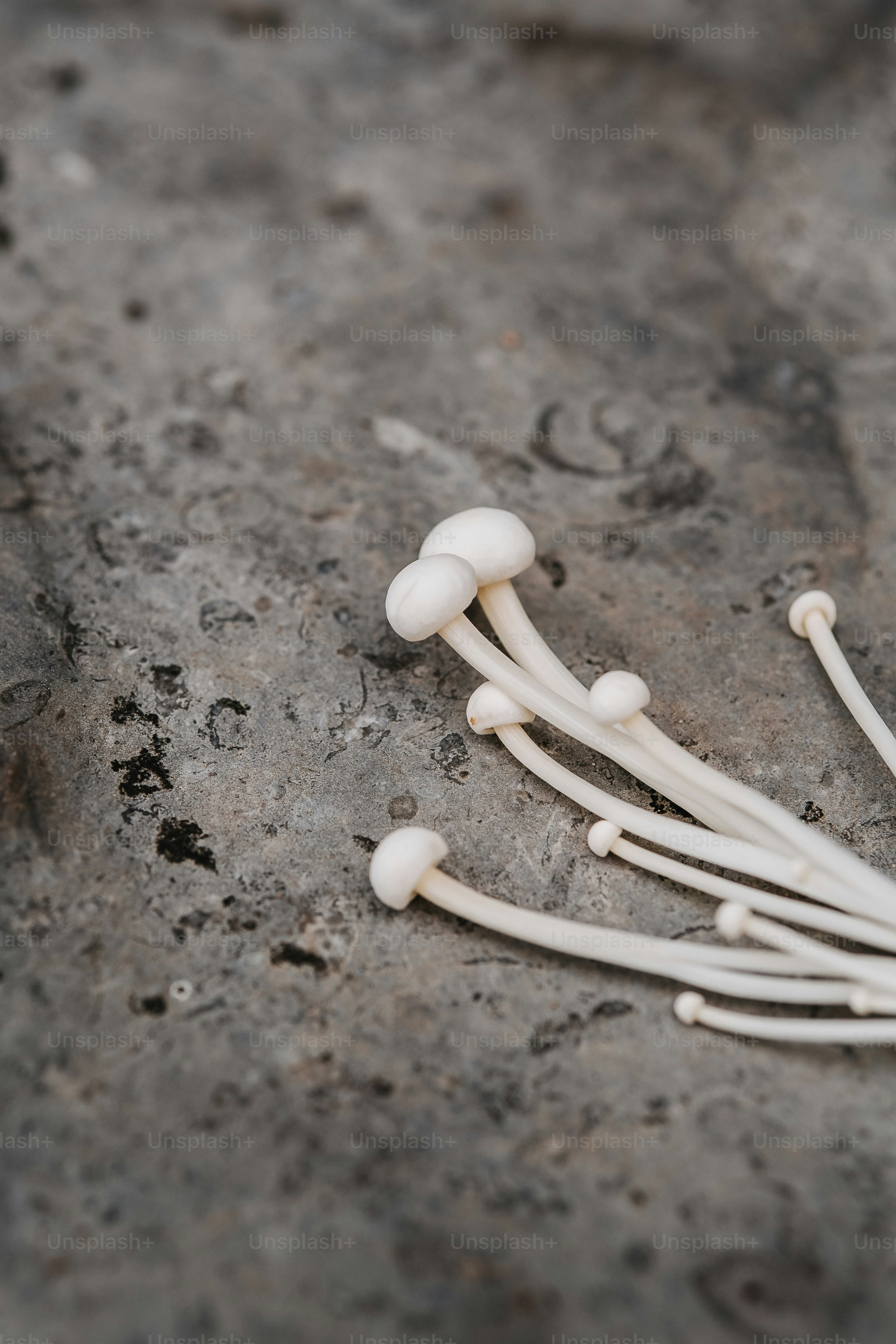 a group of white mushrooms sitting on top of a cement ground