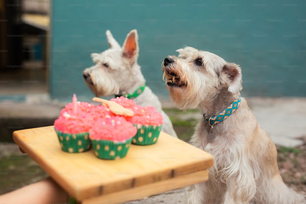 a couple of dogs sitting next to a table with cupcakes on it