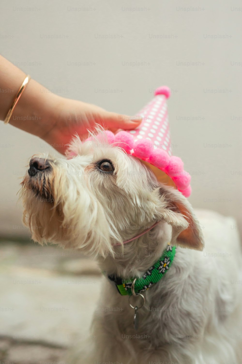 Un pequeño perro blanco con un sombrero de cumpleaños