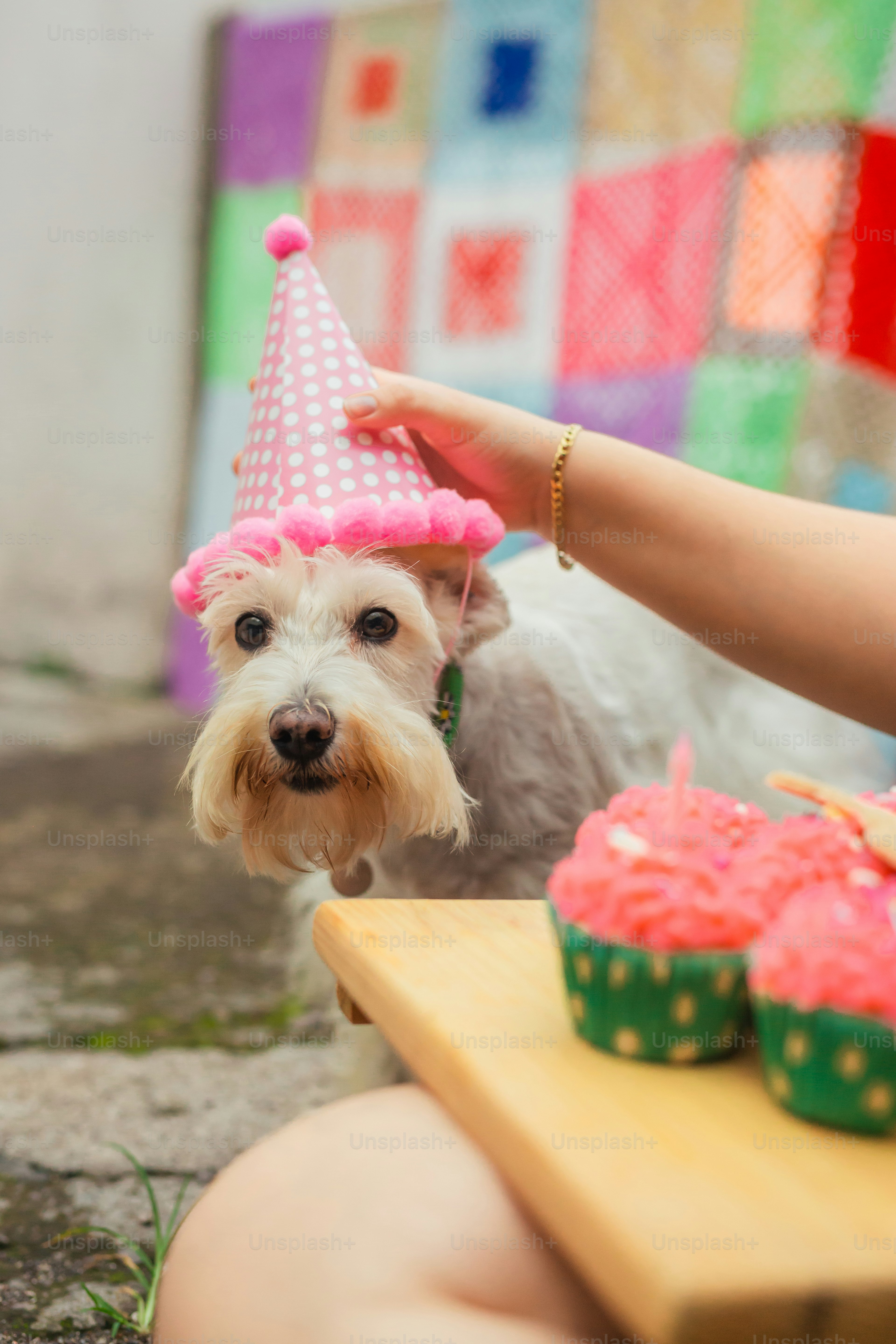 A small white dog wearing a pink party hat photo – Dog Image on Unsplash