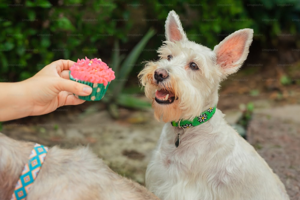 Un pequeño perro blanco sosteniendo un juguete en su boca