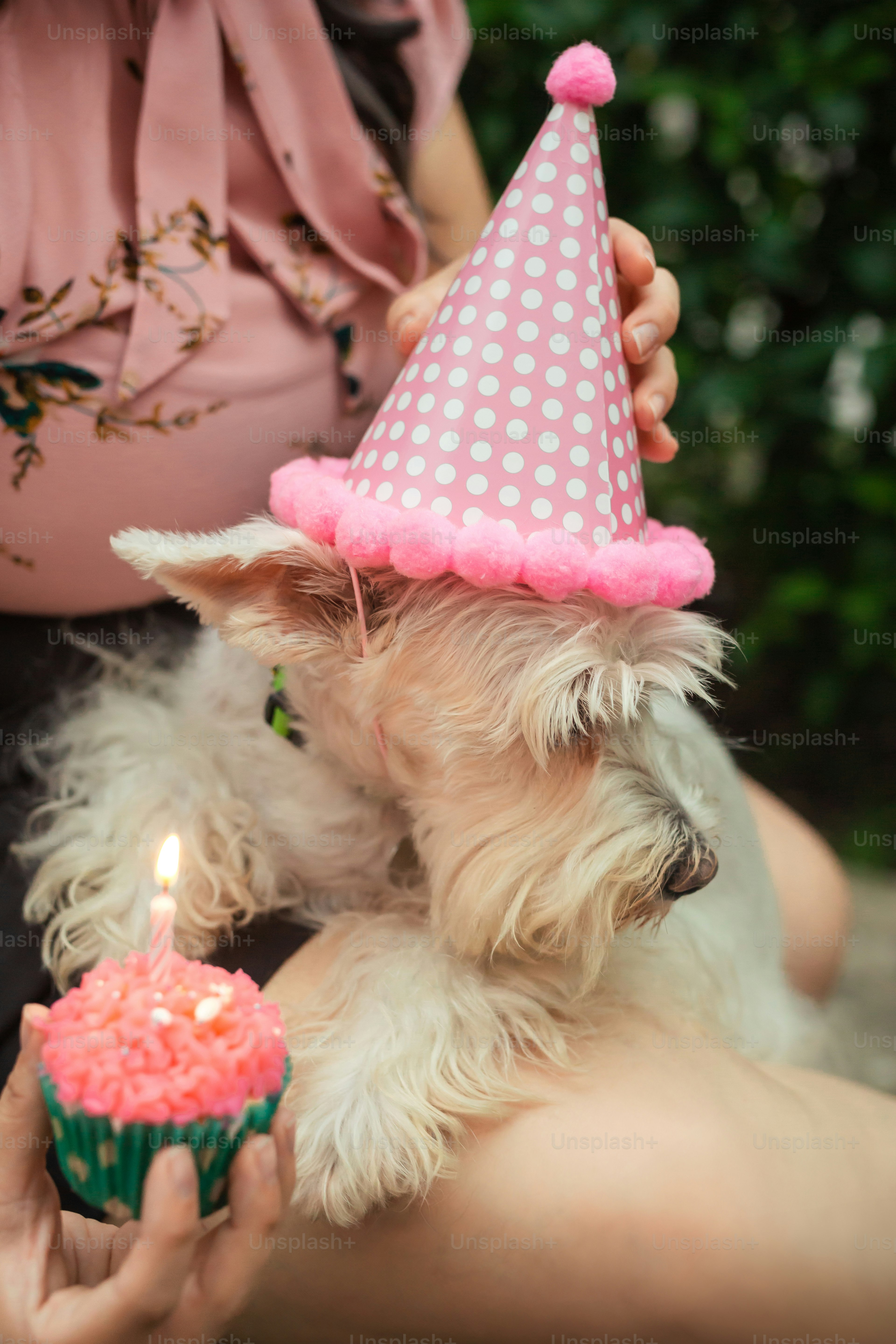 a small white dog wearing a birthday hat