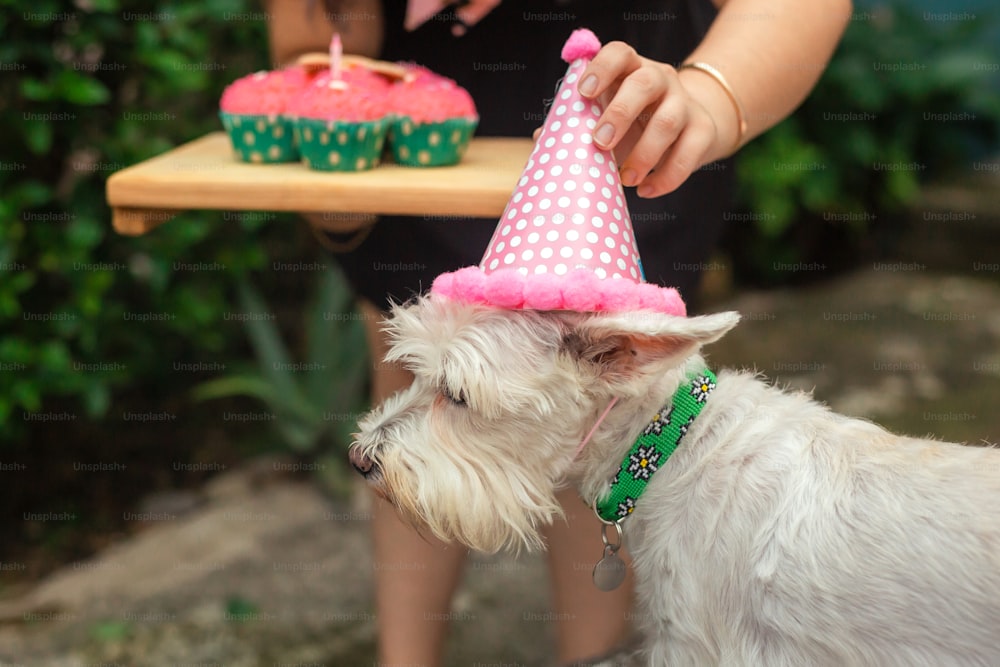 a small white dog wearing a birthday hat