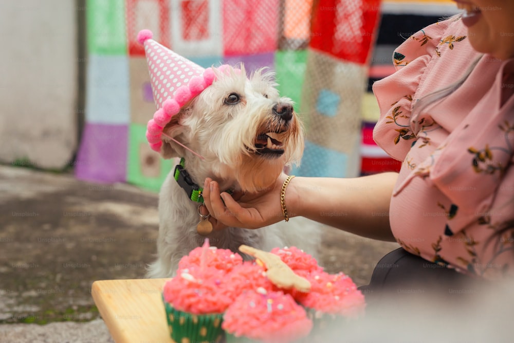 a small white dog wearing a birthday hat