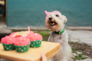 Un pequeño perro blanco parado junto a una mesa con cupcakes