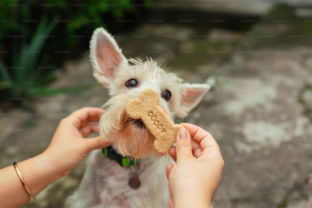 a small white dog eating a piece of bread