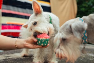 a small white dog eating a cupcake from a person's hand