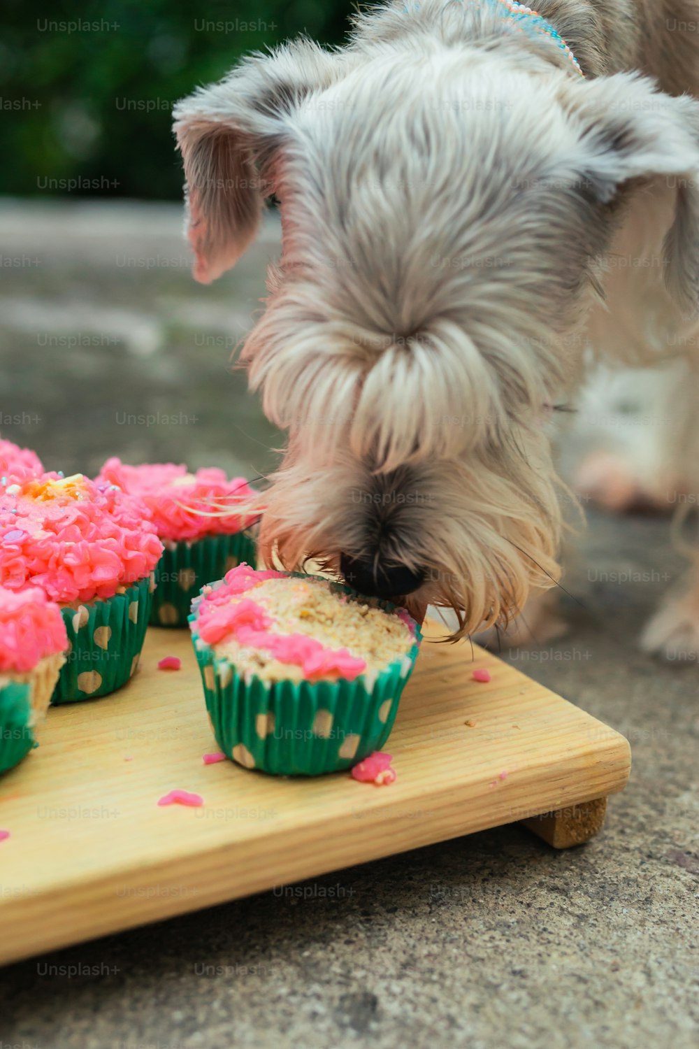 a small dog sniffing some cupcakes on a cutting board