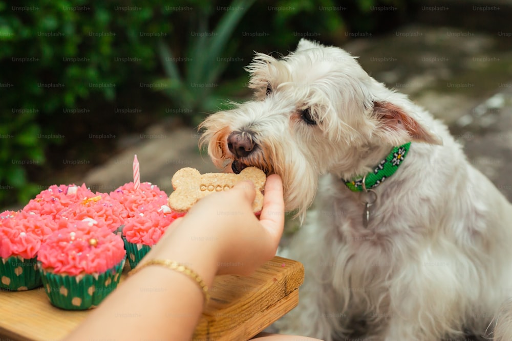 Una persona alimentando a un perro con un pedazo de pastel