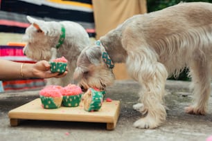 a dog standing next to a table with cupcakes on it