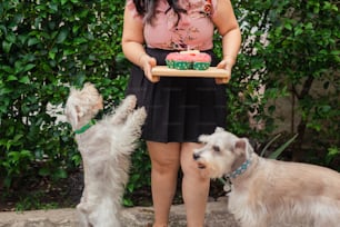 a woman holding a tray with a cupcake on it while two dogs look on