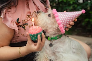 un piccolo cane che indossa un cappello di compleanno e tiene in mano un cupcake