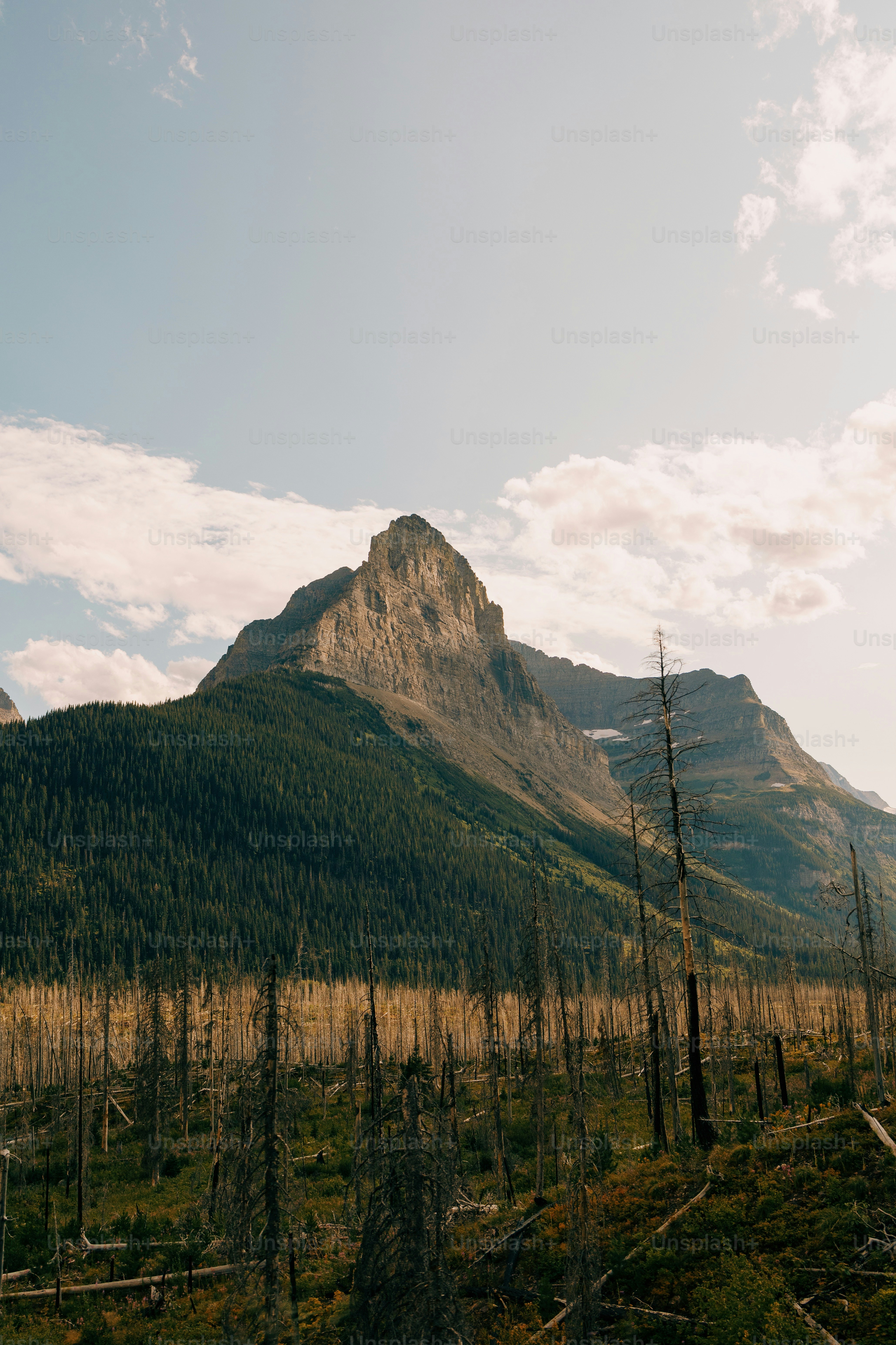 Ein Berg mit einem Wald im Vordergrund und Bäumen im Vordergrund