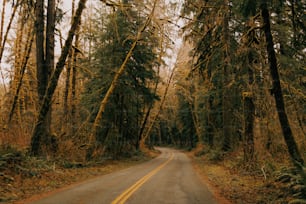 키 큰 나무가 ��있는 숲 한가운데에 있는 길