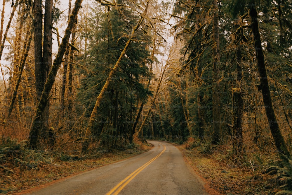 uma estrada no meio de uma floresta com árvores altas