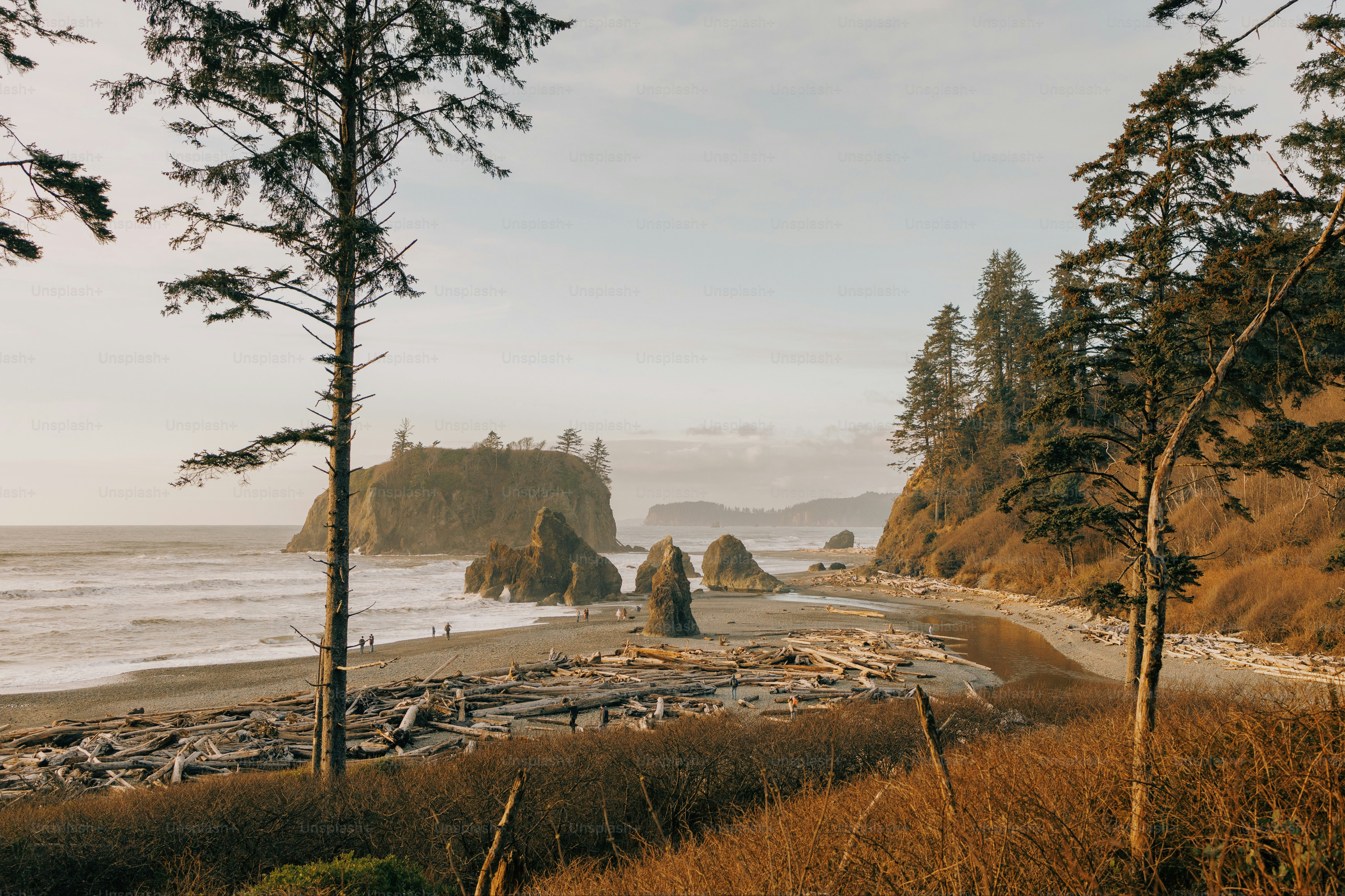 a view of a beach and some trees