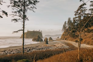 a view of a beach and some trees