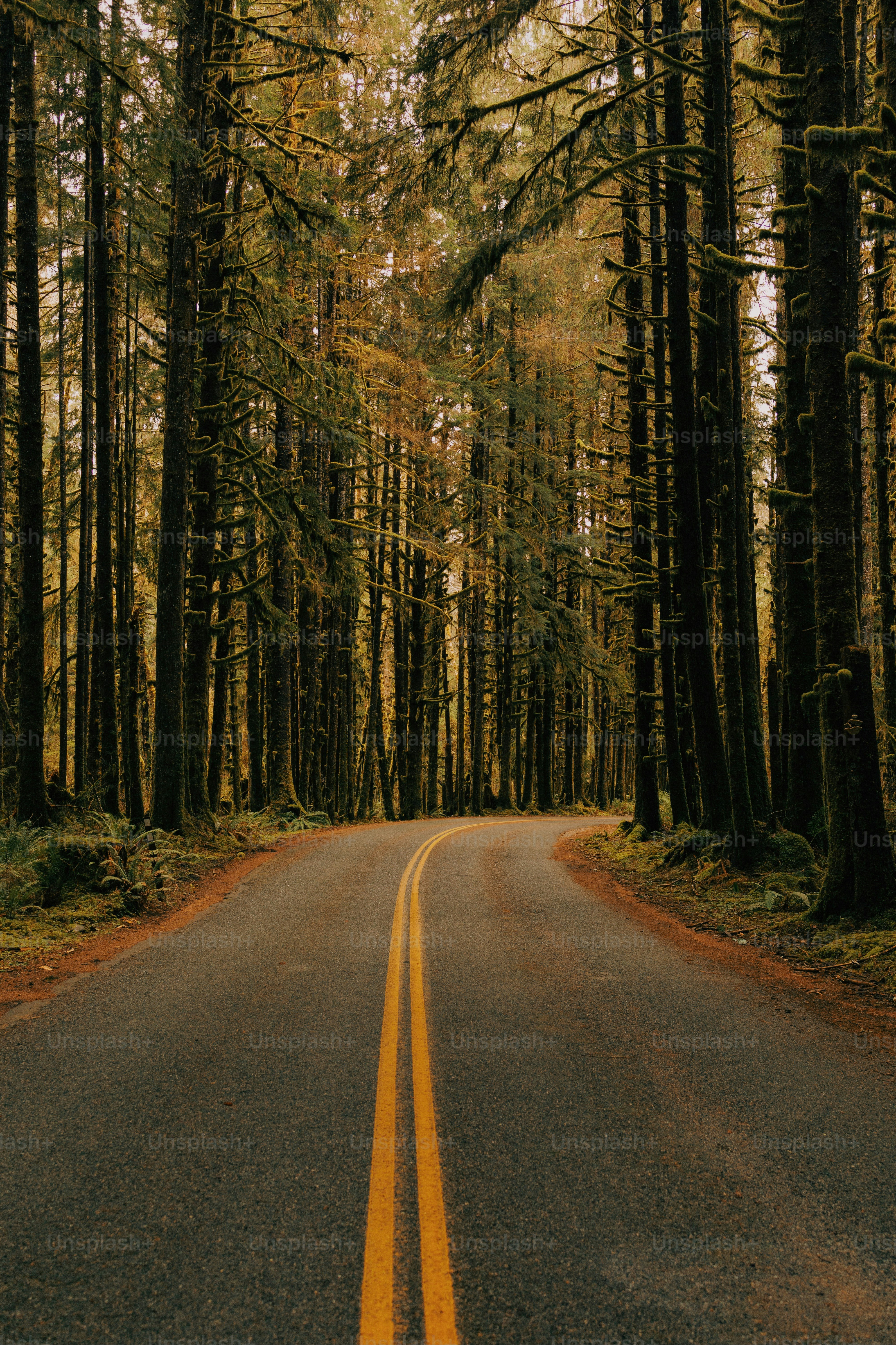 an empty road in the middle of a forest