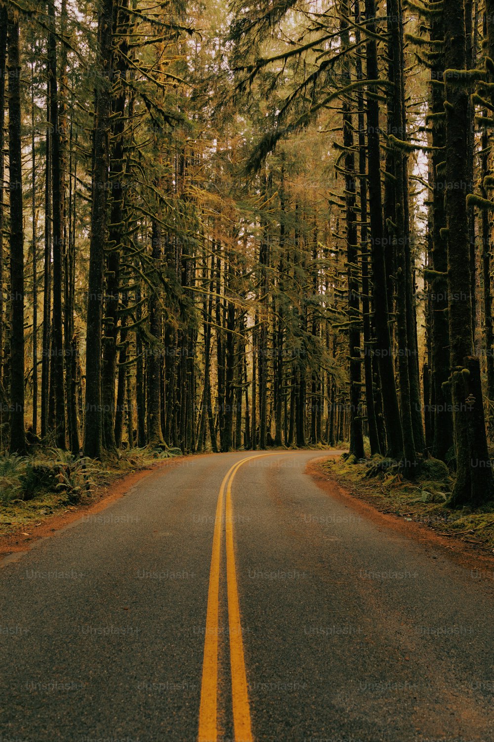 Eine leere Straße mitten im Wald